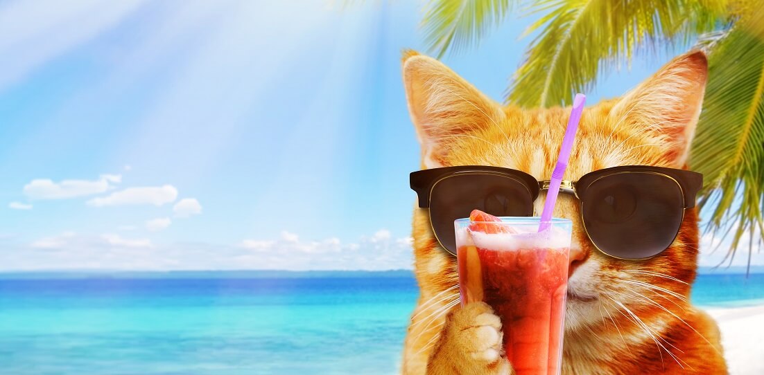 Localising your DTP & marketing collateral - cool cat