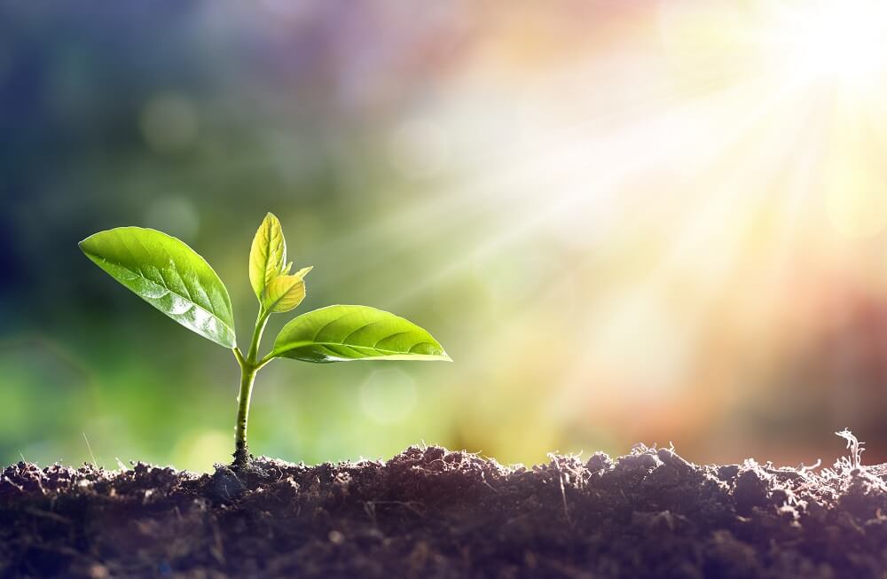 growth through localisation