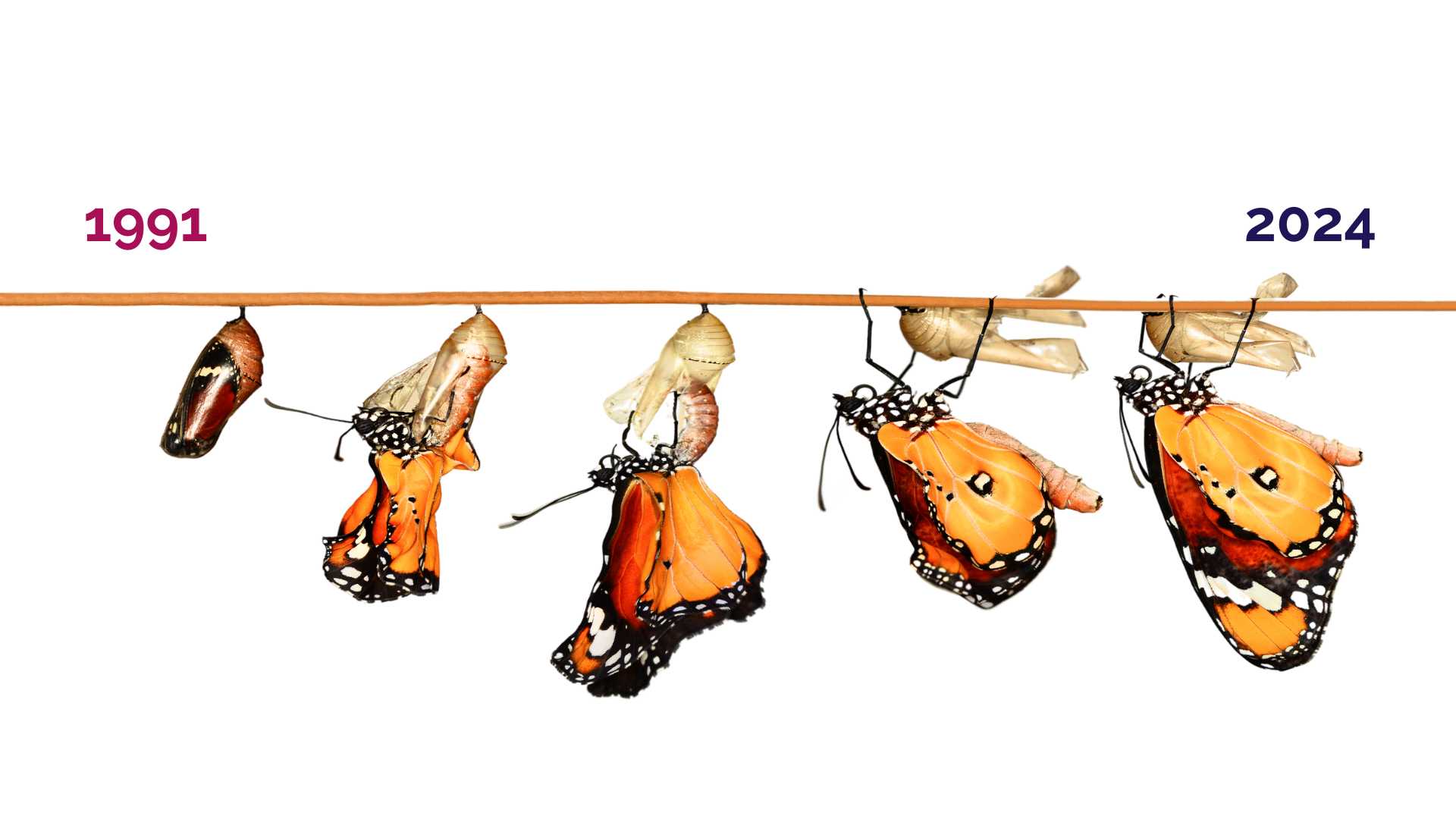 Butterflies on a timeline